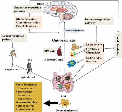 Target Dysbiosis of Gut Microbes as a Future Therapeutic Manipulation in Alzheimer’s Disease